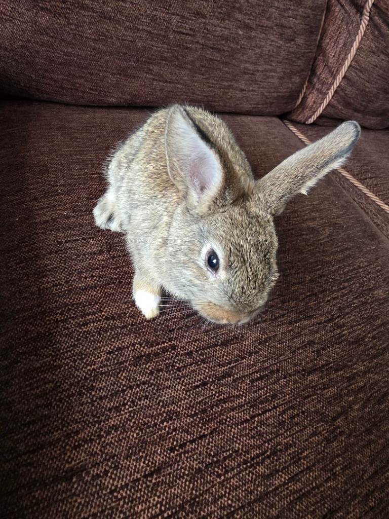 8 week old bunny
