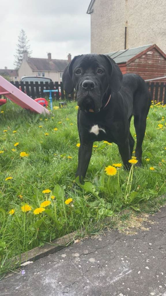 Dog for sale 