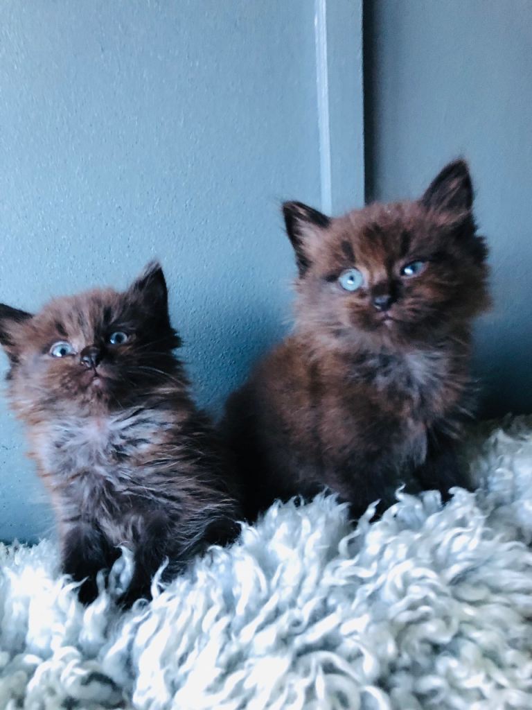 KITTENS FROM A RAGDOLL MOTHER 