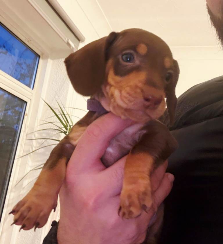 Gorgeous dachshunds ready for new homes