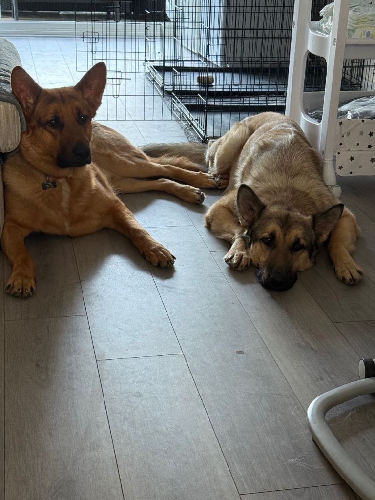 Belgian Shepherd/Alaskan Malmute brothers looking for a new home 