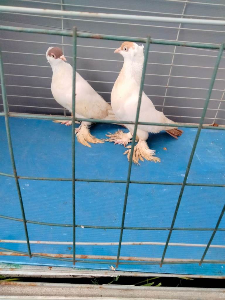 Pigeons for sale 