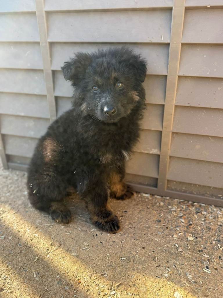 German shepherd pup fully vaccinated 