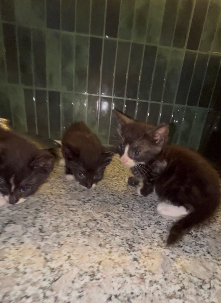 mixed-breed kitten £45 each 
