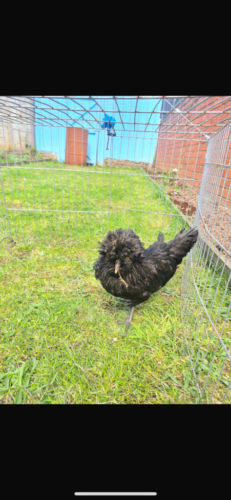 Hens for sale 