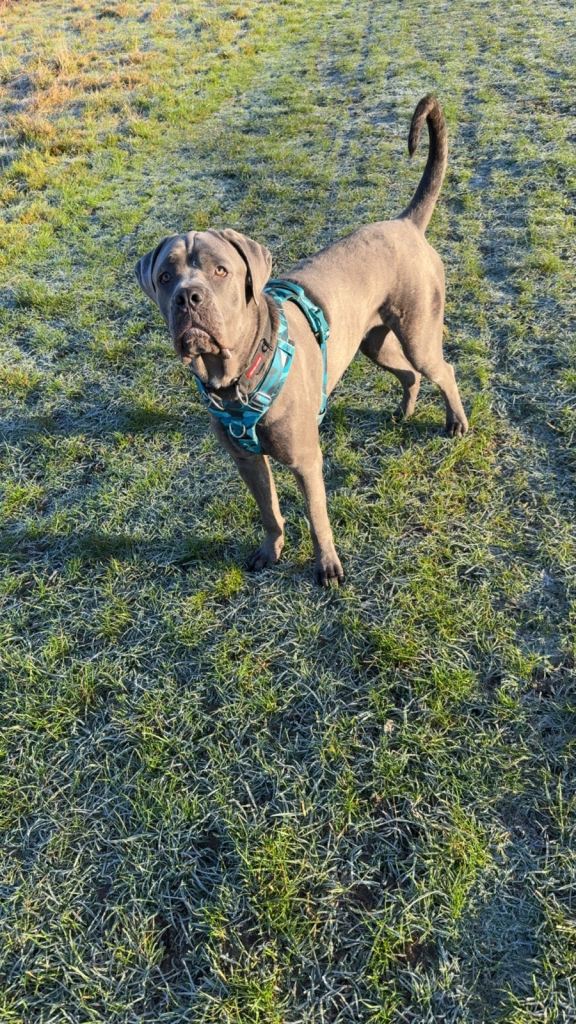 10 month Male cane  corso for sale 