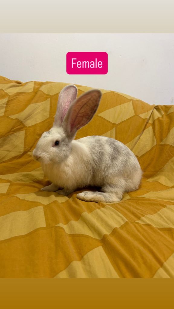 Continental Giant Baby Rabbits