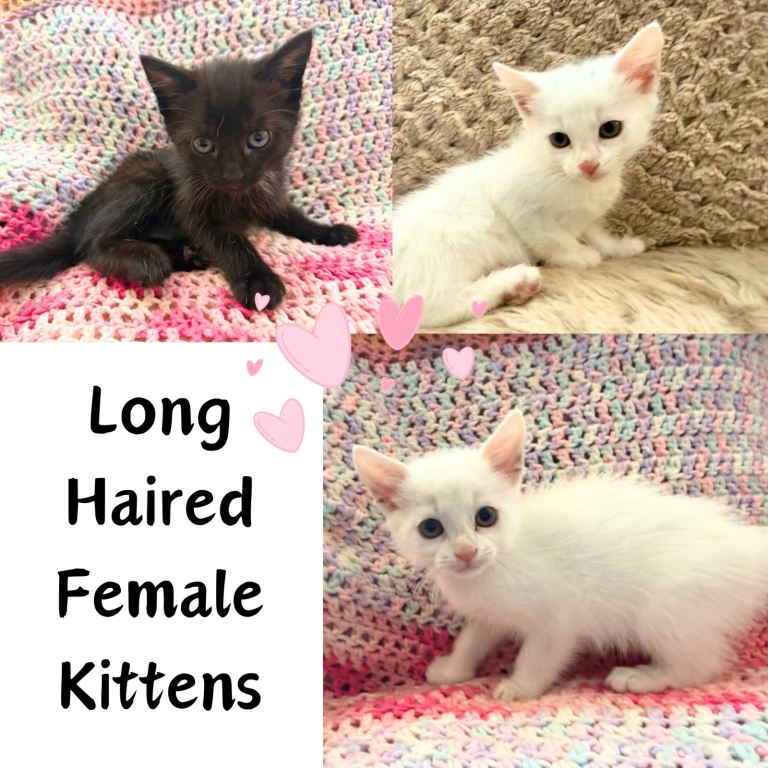 Fluffy Long Haired Female Kittens