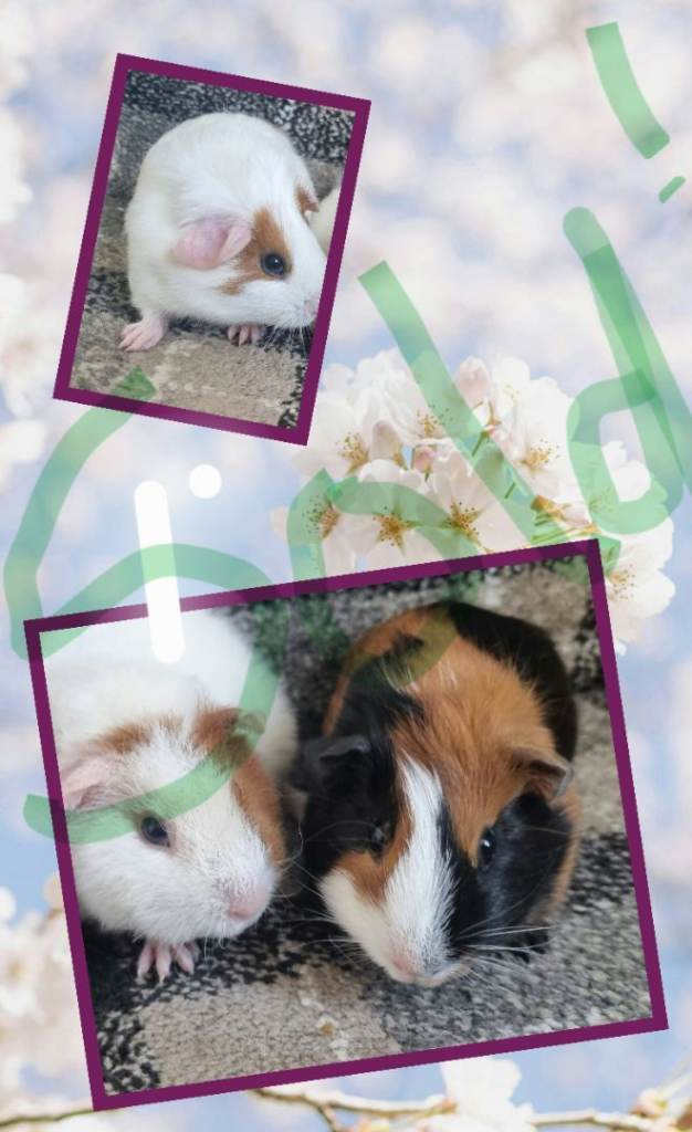 Guinea Pig Little Girls 🐹