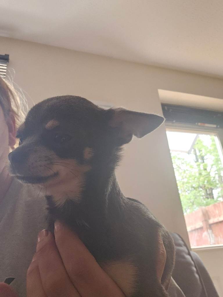 1yr old female chihuaha