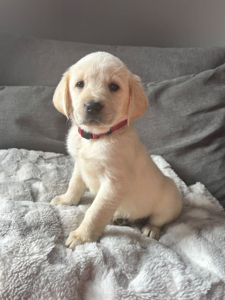 ‘Goldadors’ - golden retriever/labrador