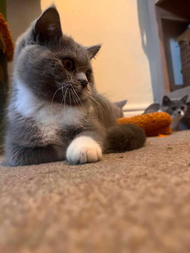 British Shorthair GCCF Registered Kittens Females