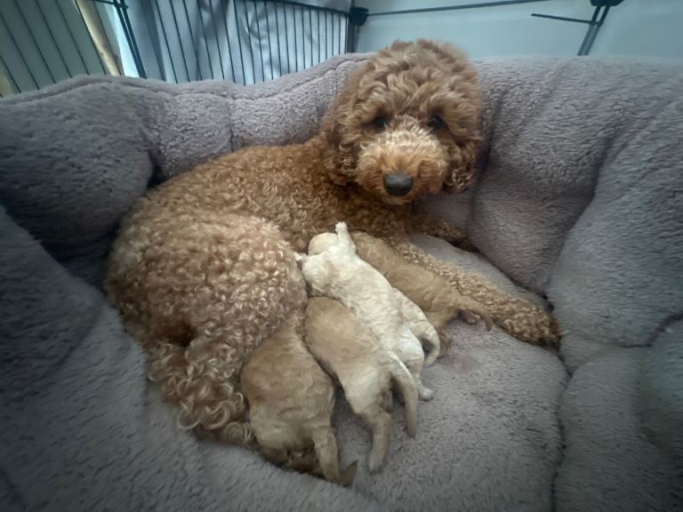 Chunky little cockapoos 