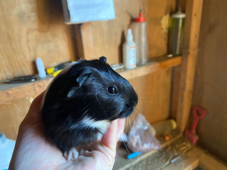 Baby Guineapig’s 