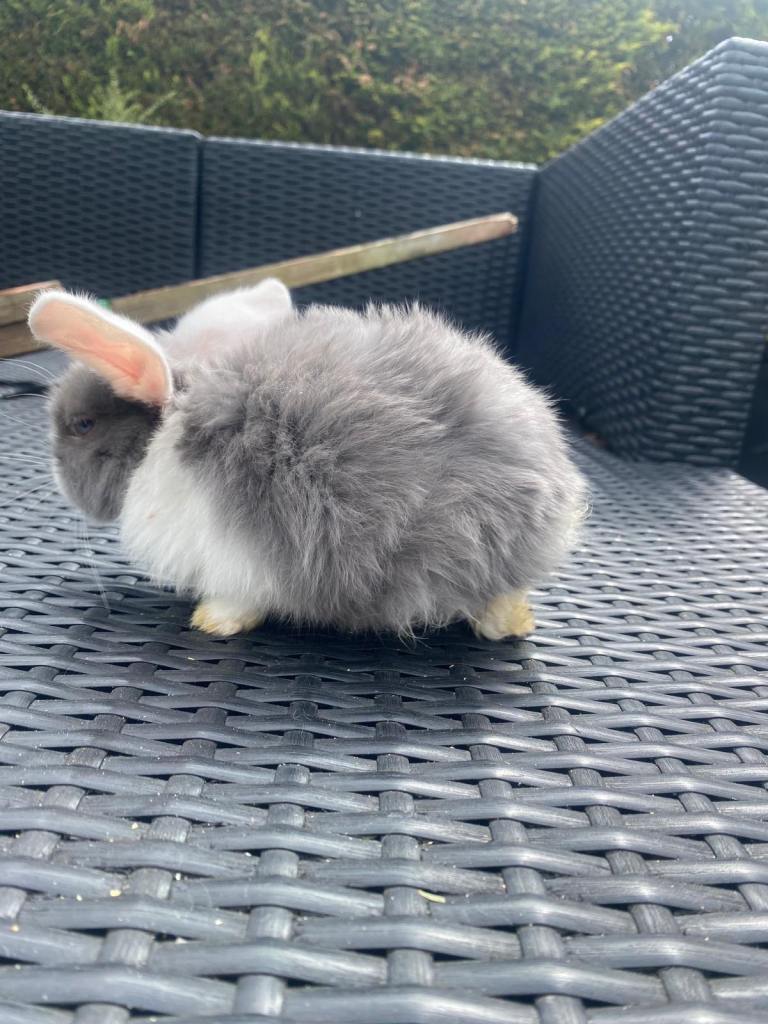 Adorable mini lops £85