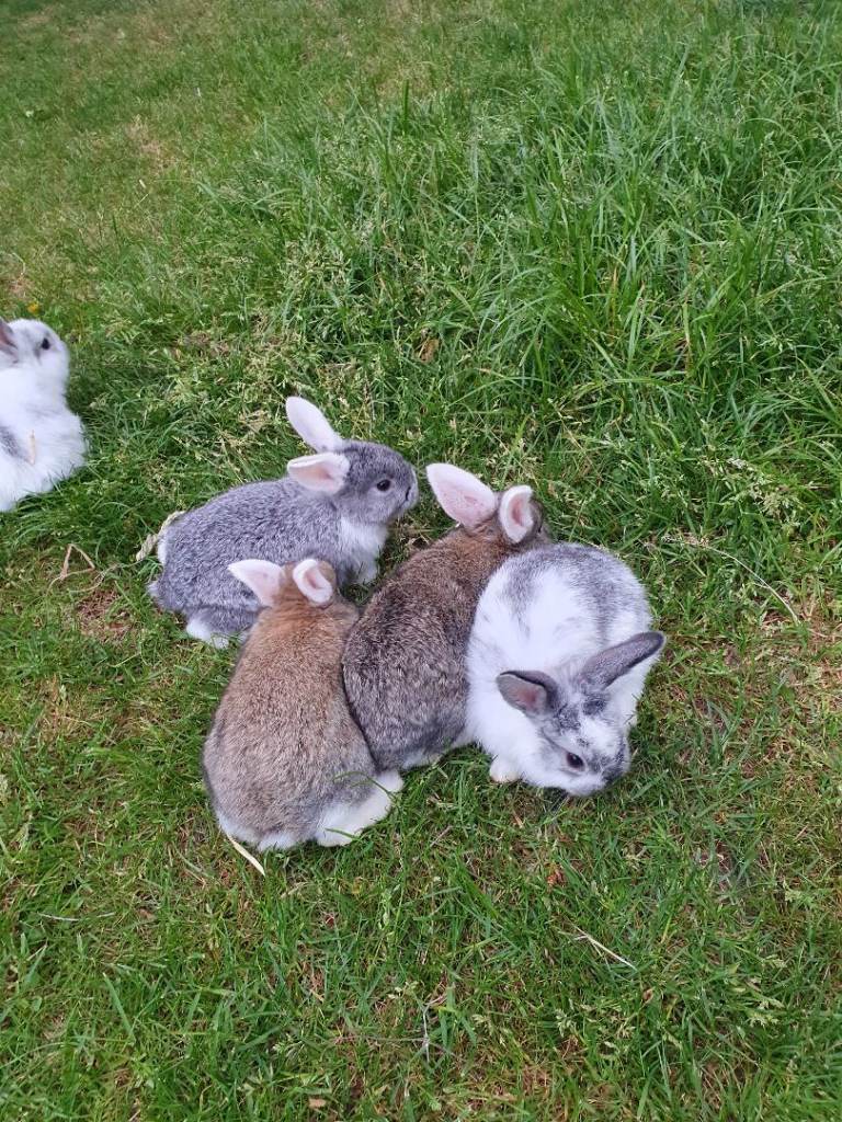 Rabbits for sale 