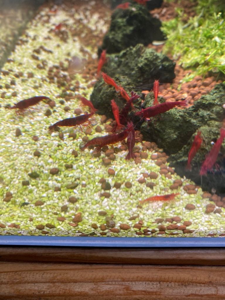 Red Cherry Shrimp