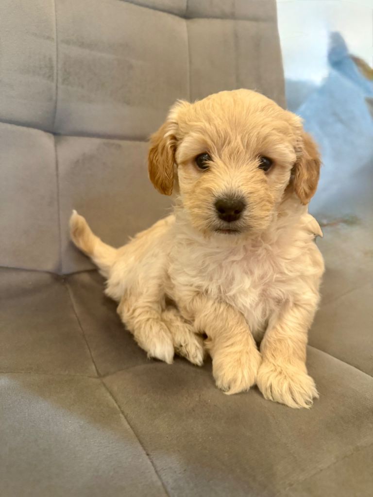 Toy Poodles  (2 Left)