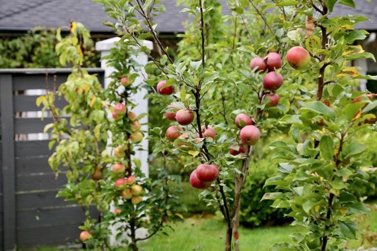 SALE Fruits Trees 🌿🍏🍎🍐🍒RRP £64.99
