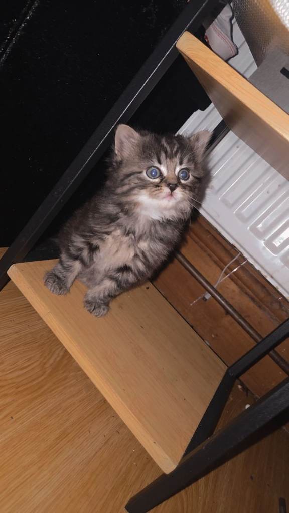 BEAUTIFUL MIXED KITTENS