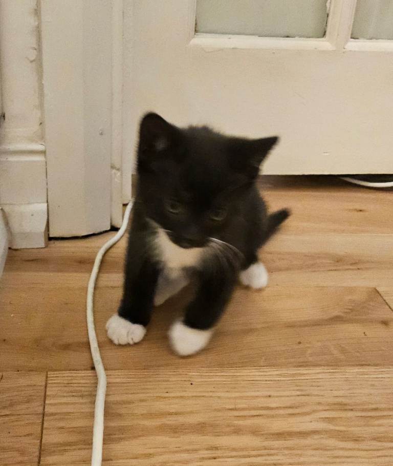 Tuxedo Kitten