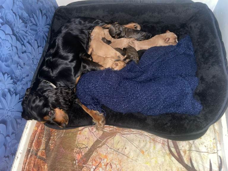 Cockalier pups for sale