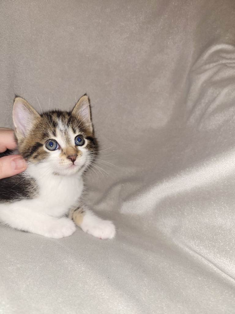 Kittens for sale
