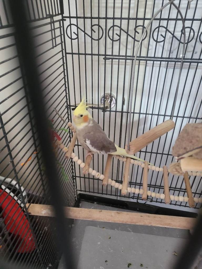 Cockatiel 