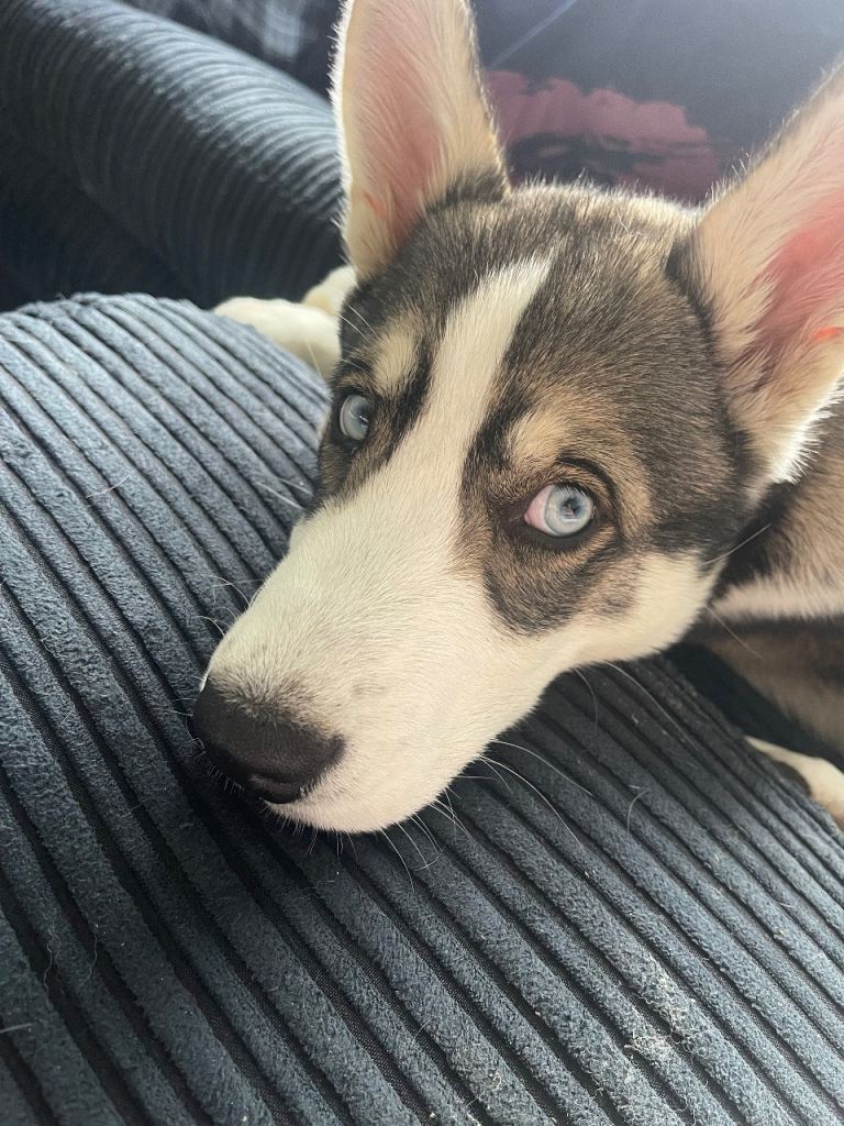 Siberian Husky puppy 