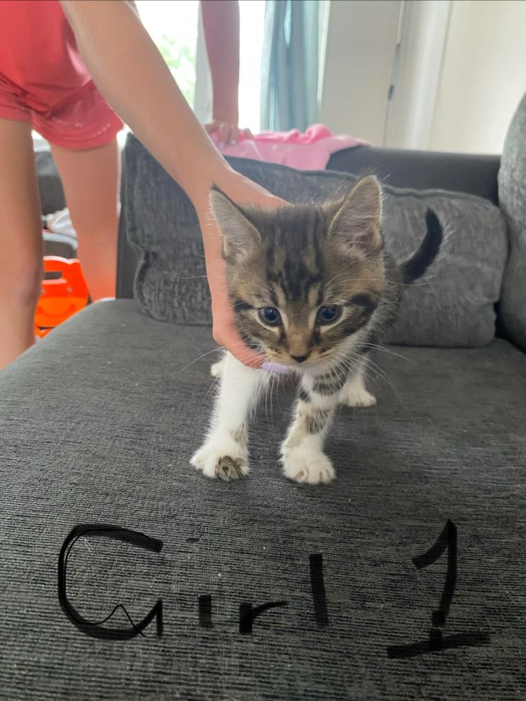 4 kittens looking for forever home