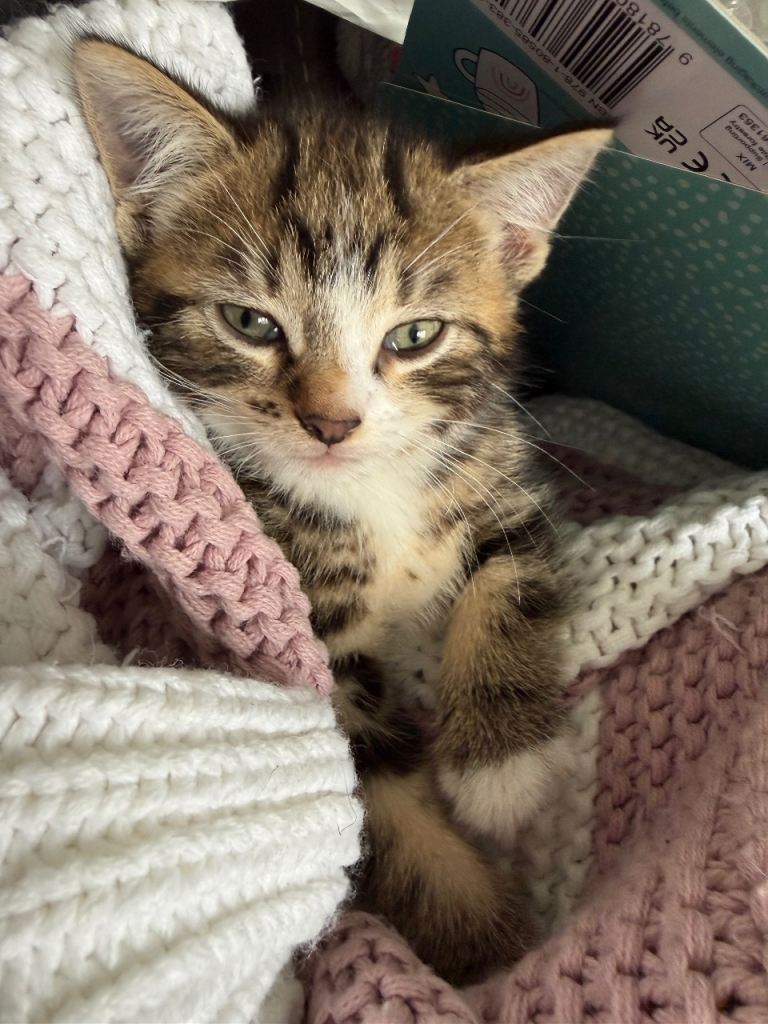9 week old kittens