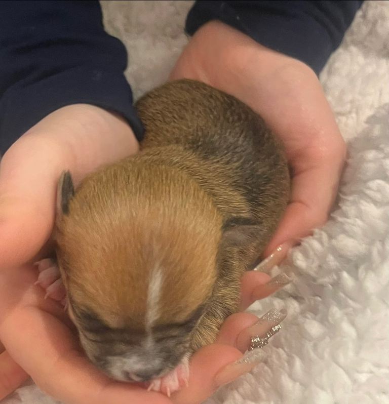 beautiful chihuahua puppies