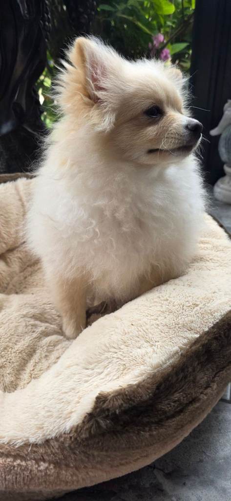Pomeranian puppies  ready  to  leave 