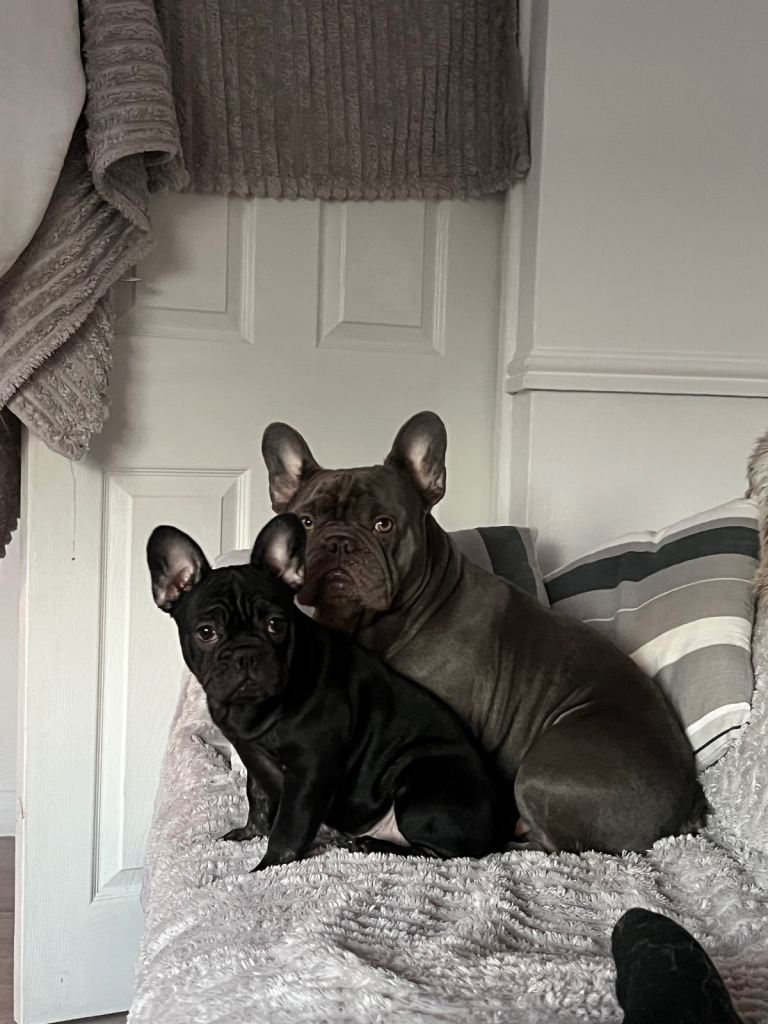 15 weeks frenchie bitch 