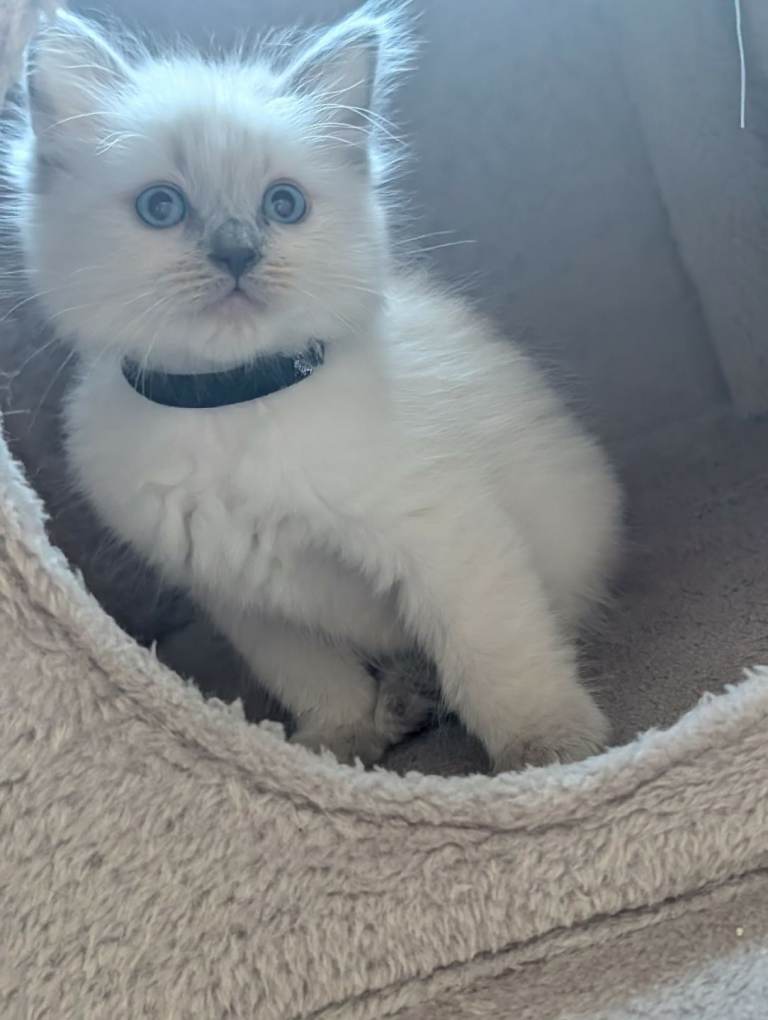 Beautiful Ragdoll X Kittens – Ready Now 🐾❤️