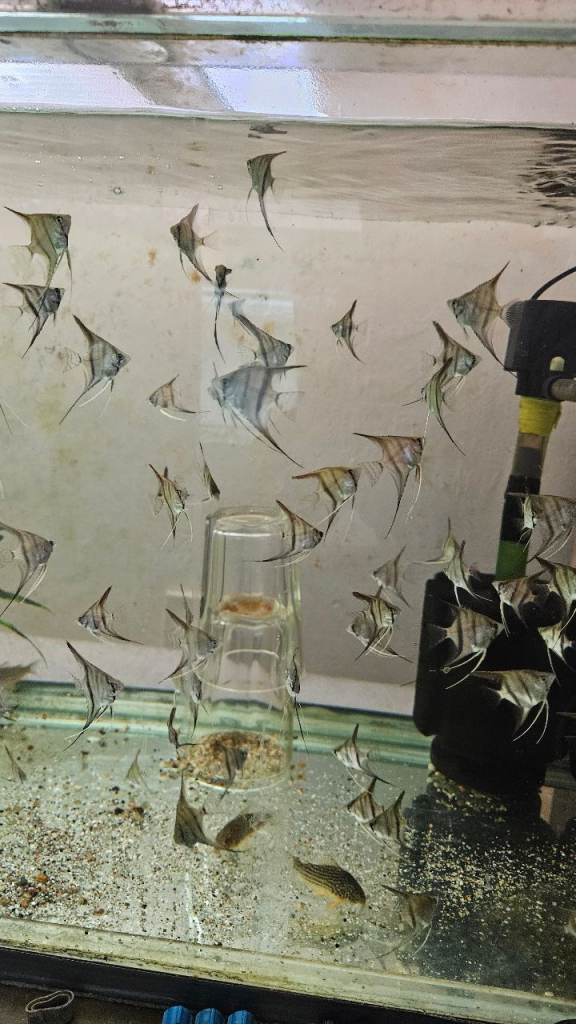 Red Manacapuru Angel fish, guppies males and females 