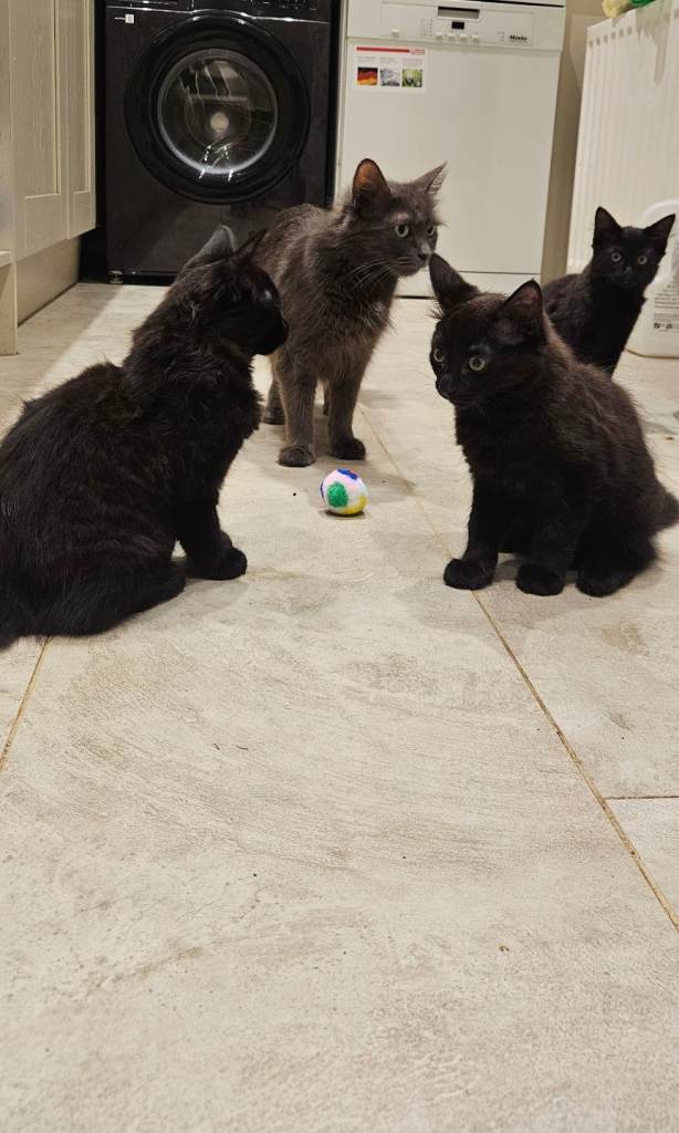 Kittens for sale 