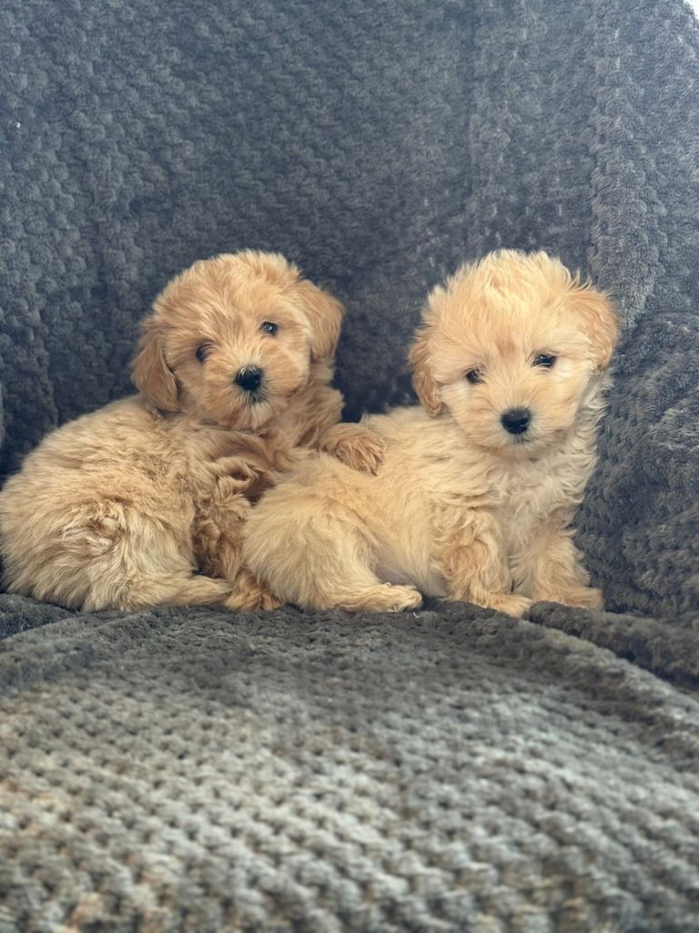 Cotonoodle pups ready now 