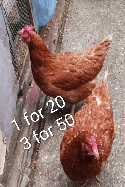  Healthy  Chicken 