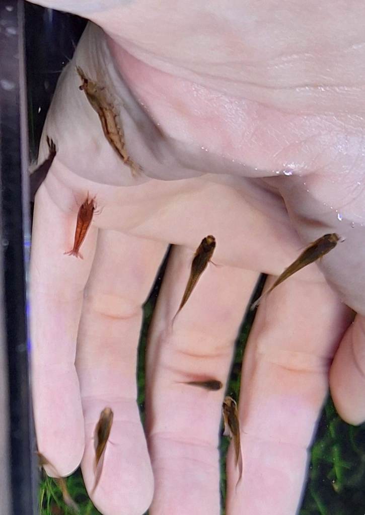 FREE  ENDLERS . ORANGE AND BLACK DOUBLE SWORDTAIL 