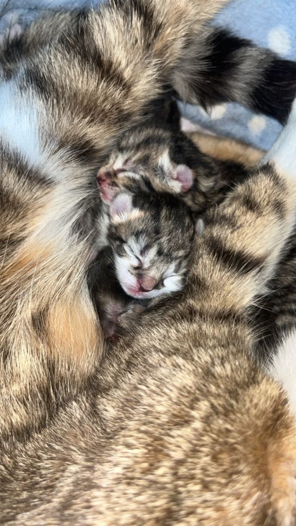 New born kitty’s ready to find they forever home 