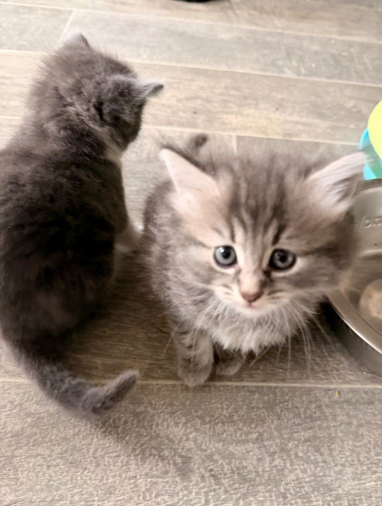 Ragdoll cross kittens 