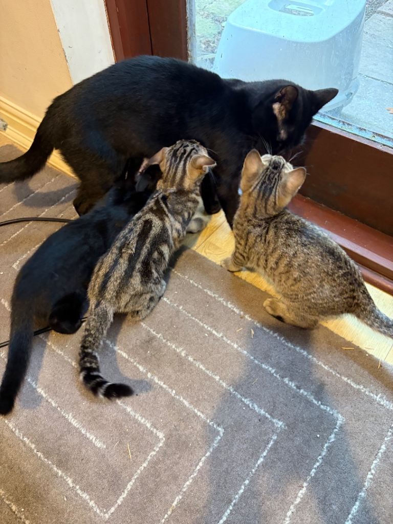 Kittens ready to leave now