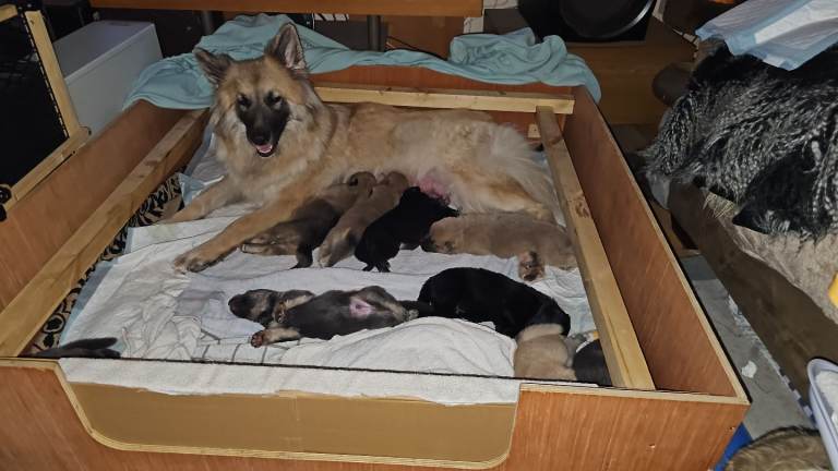 German Shepherd Puppies for sale