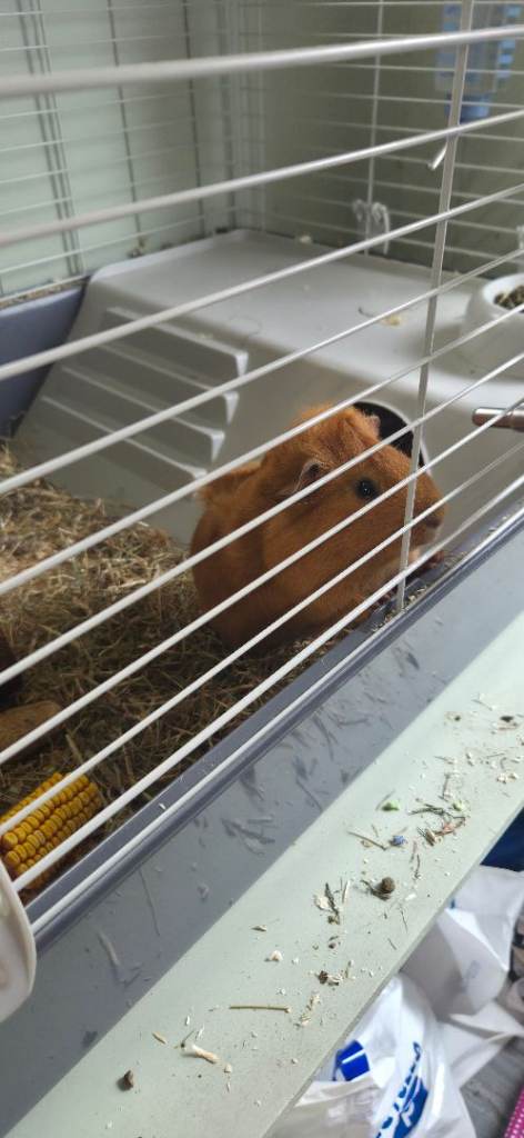 2 male guinea pigs 