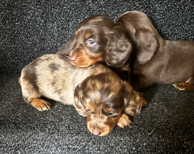 Miniature dachshund puppies, pure breed🐶