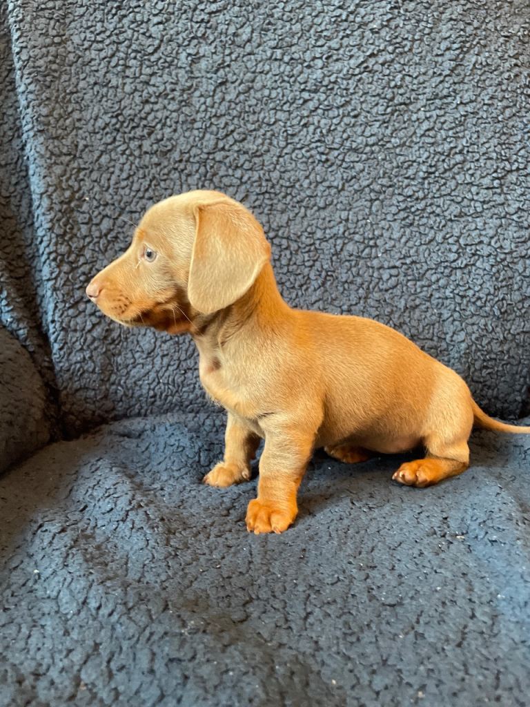 Dashound puppies for sale