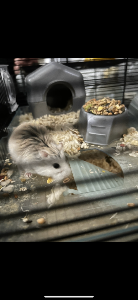 Russian dwarf hamster 