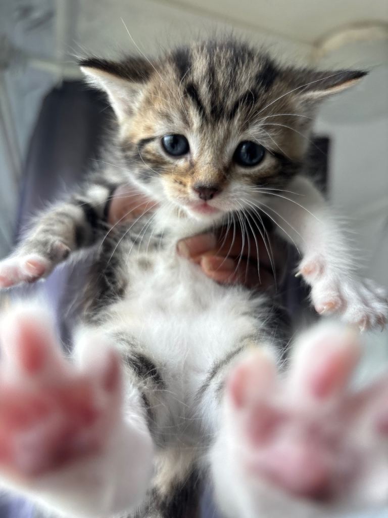 Adorable Kittens for Sale – Playful & Friendly!