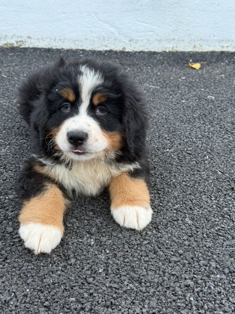 Bernese Mountain Dog Puppies 
